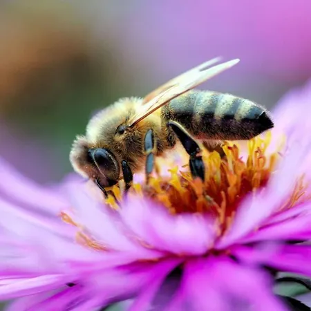 La Ruchette 度假居