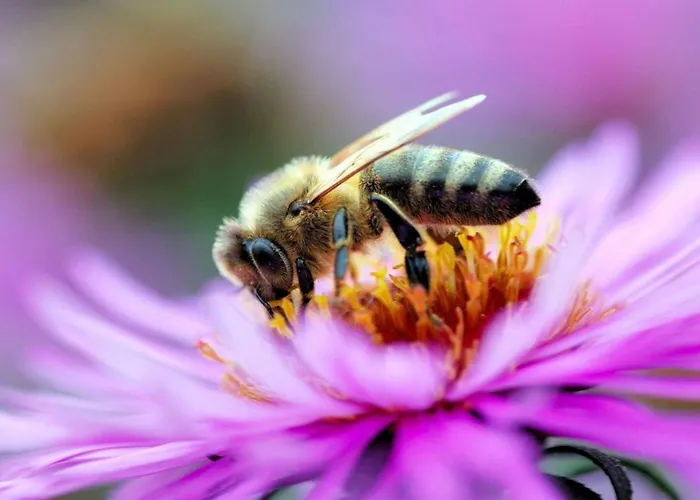 La Ruchette Ferienhaus